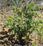 Alyssum dasycarpum. Цветущее и плодоносящее растение. Казахстан, Алматинская обл., Жамбылский р-н. 13.05.2011.