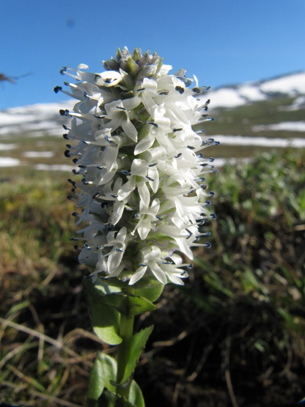 Image of Lagotis minor specimen.