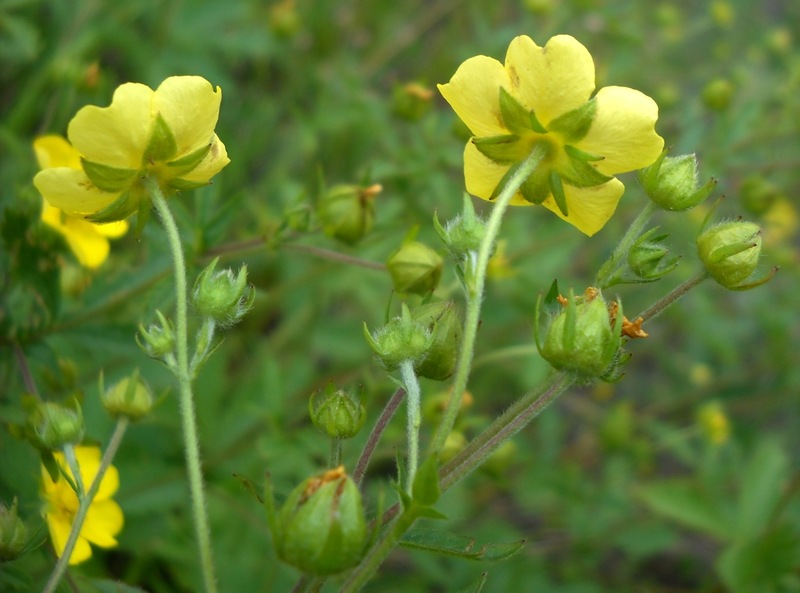 Изображение особи род Potentilla.