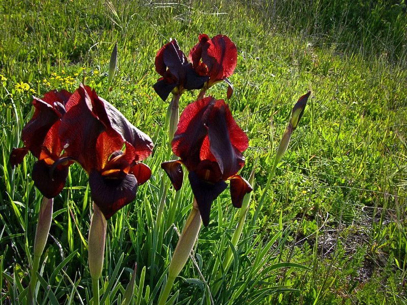 Image of Iris atropurpurea specimen.