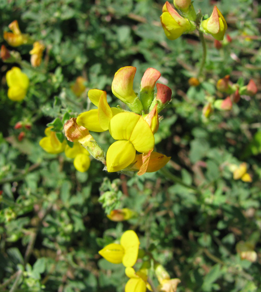 Image of Lotus zhegulensis specimen.