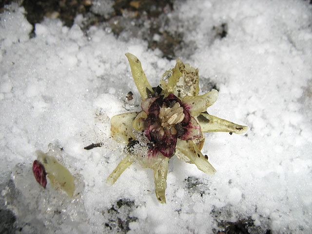 Image of Chimonanthus praecox specimen.