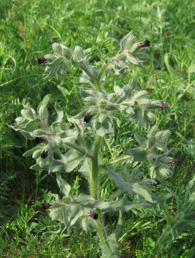 Image of Nonea rossica specimen.