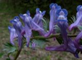 Corydalis subjenisseensis