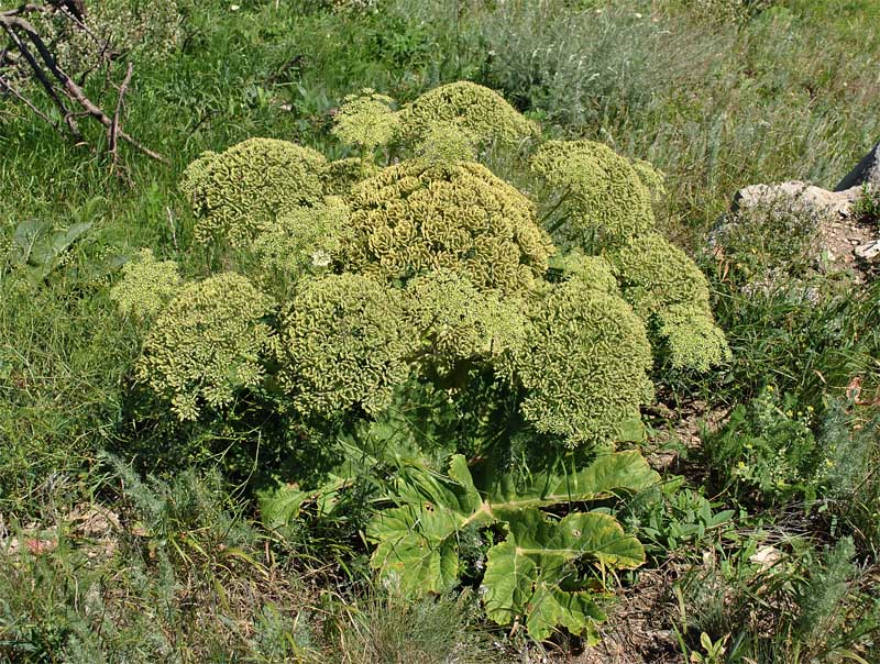 Изображение особи Heracleum asperum.