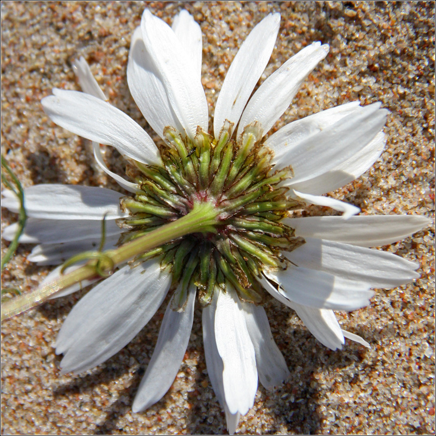 Image of Tripleurospermum subpolare specimen.