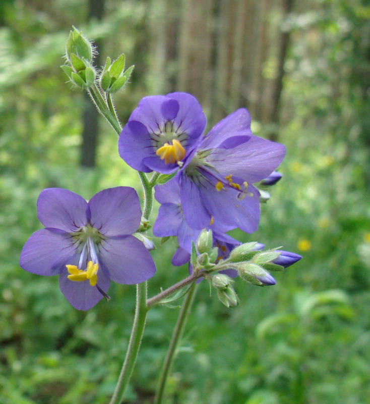 Изображение особи Polemonium caeruleum.