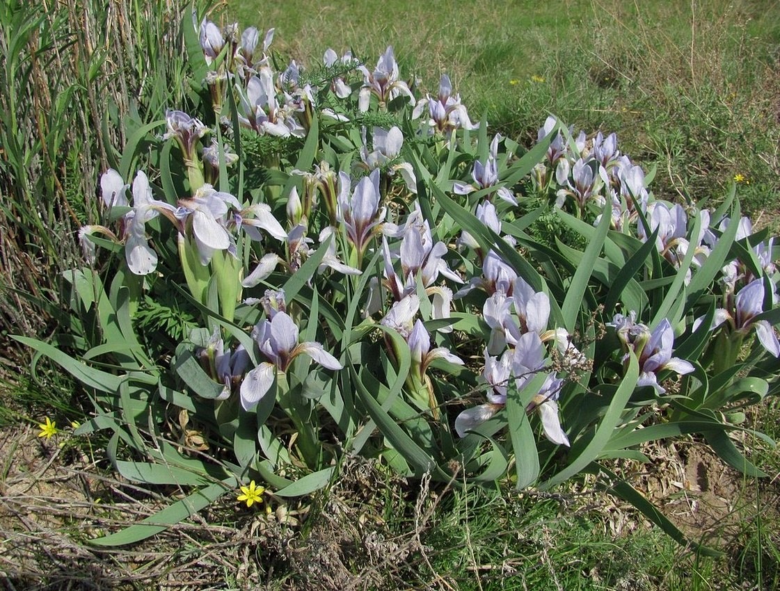 Image of Iris glaucescens specimen.