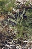 Onosma dichroantha. Цветущее растение. Южный Казахстан, нижний Боролдай, лощина Акжар. 04.06.2012.