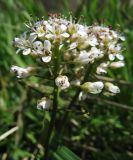 Noccaea caerulescens. Соцветие. Карелия, Ладожское озеро, о. Валаам. 15.05.2012.