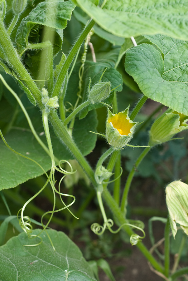 Изображение особи Cucurbita maxima.