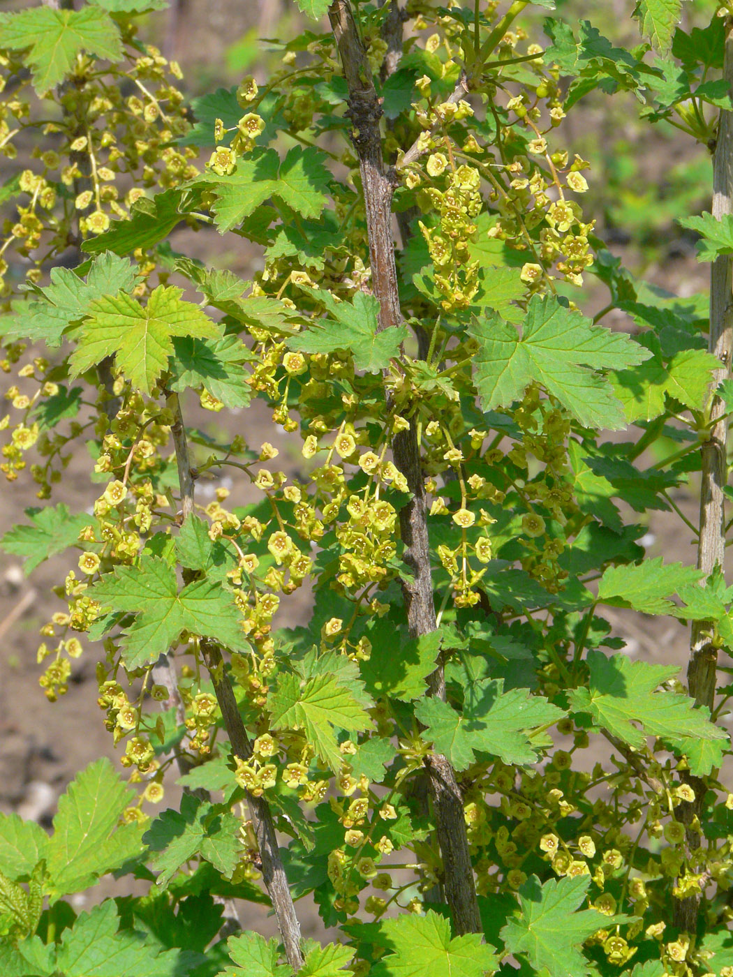 Изображение особи Ribes rubrum.