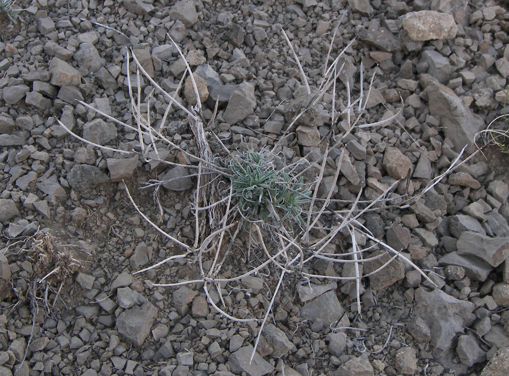 Image of Erysimum argyrocarpum specimen.