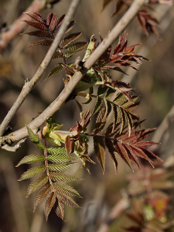 Изображение особи Sorbaria sorbifolia.