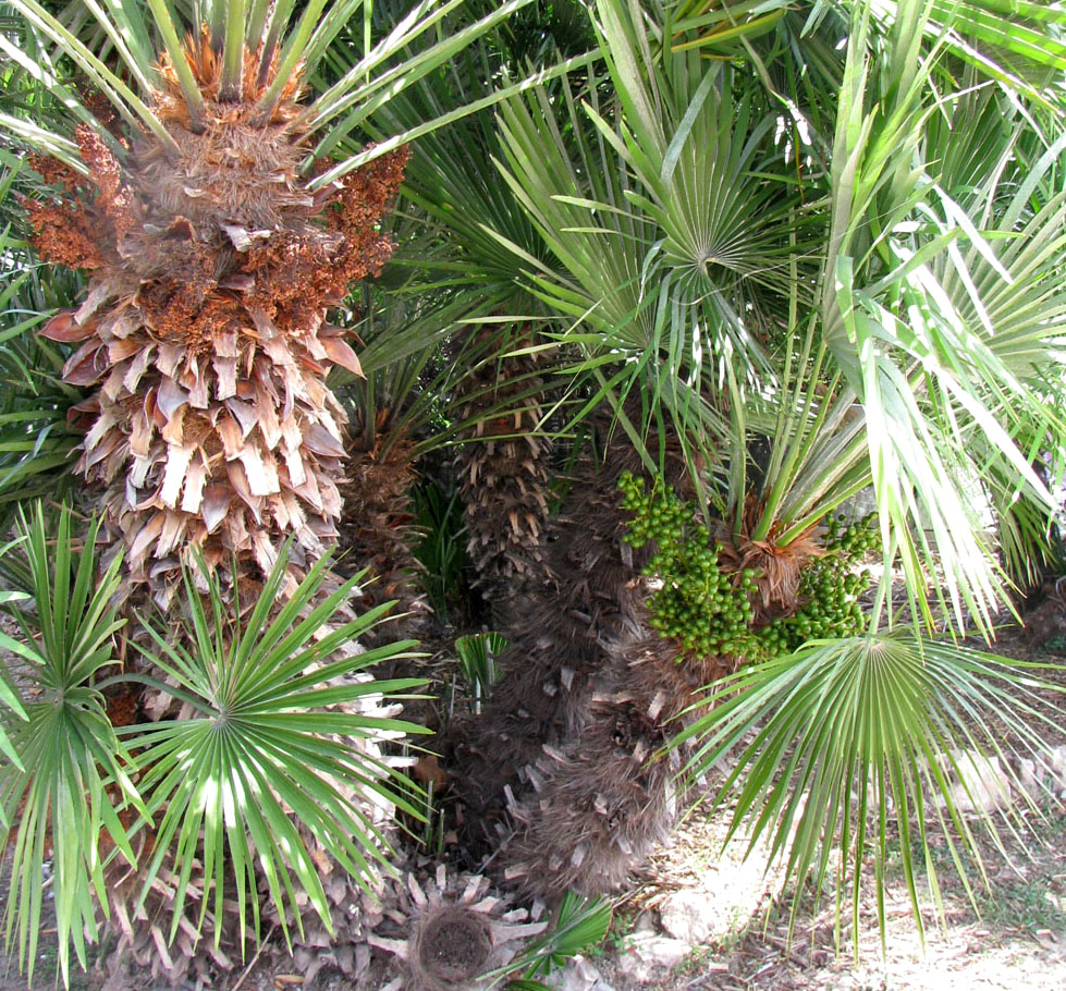 Image of Chamaerops humilis specimen.