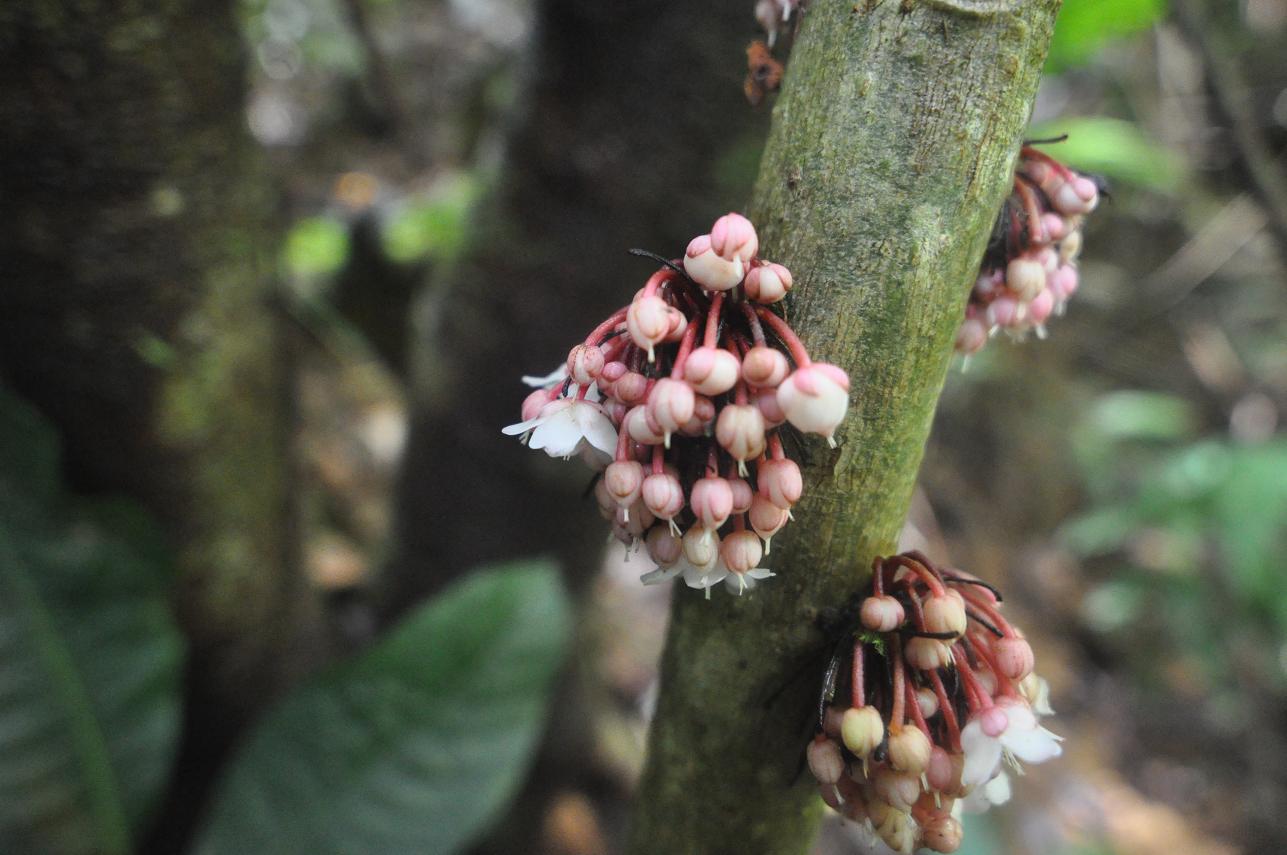 Image of genus Saurauia specimen.