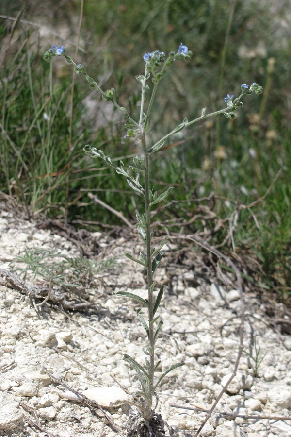 Image of Lappula barbata specimen.