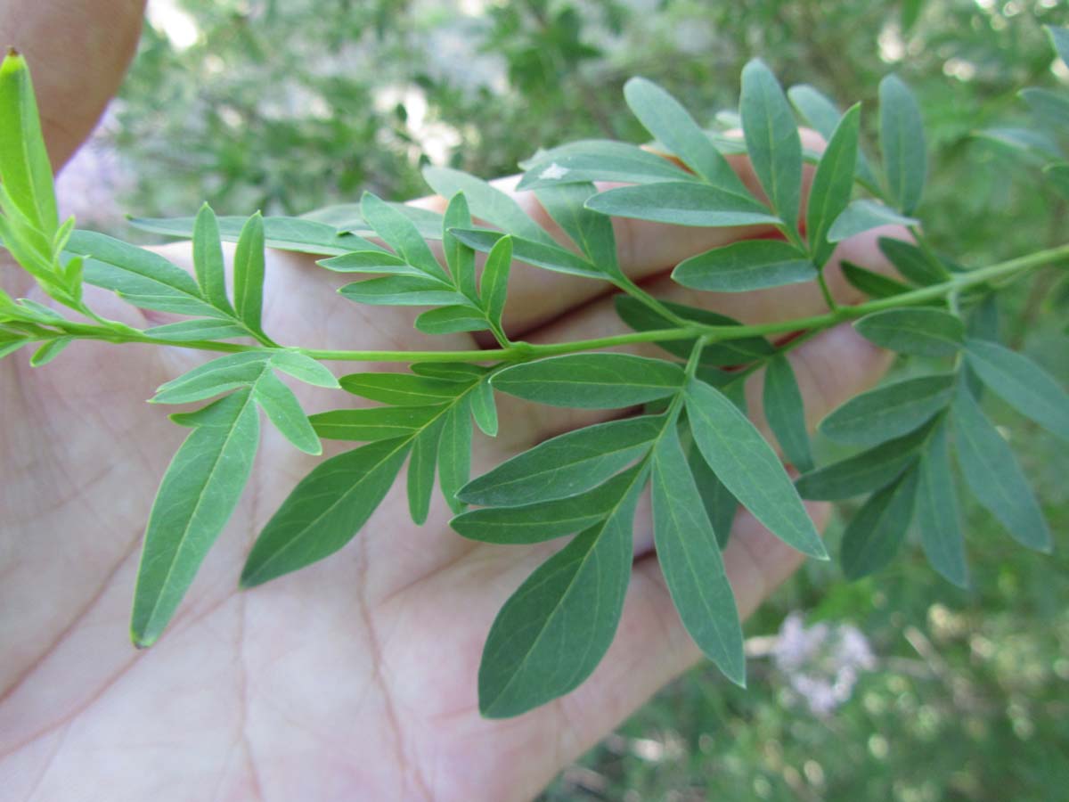 Image of Syringa protolaciniata specimen.