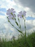 Linum nervosum