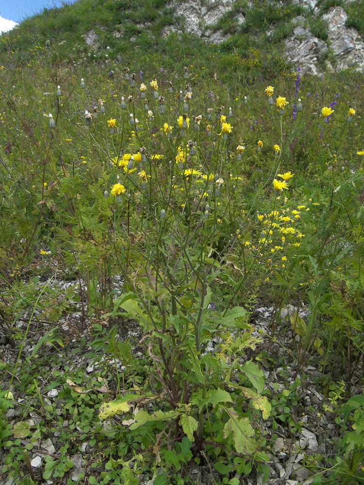 Изображение особи Crepis sonchifolia.