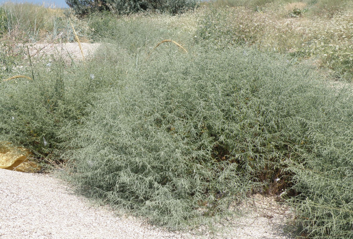 Image of Artemisia santonicum specimen.