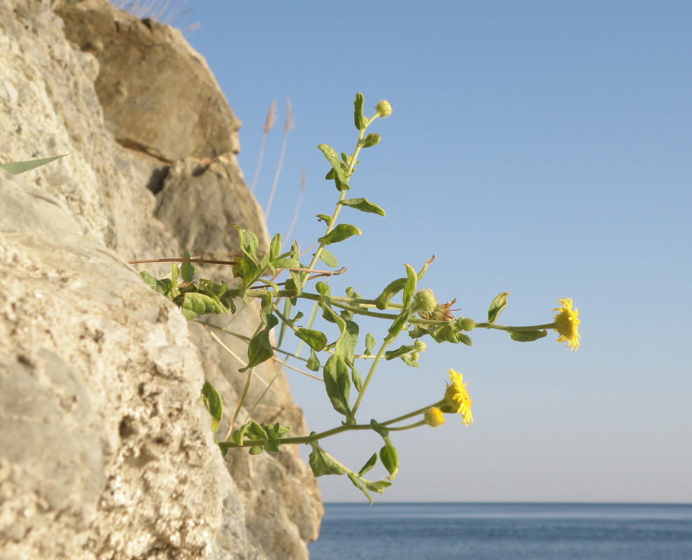 Image of Pulicaria dysenterica specimen.