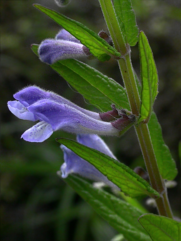 Изображение особи Scutellaria galericulata.