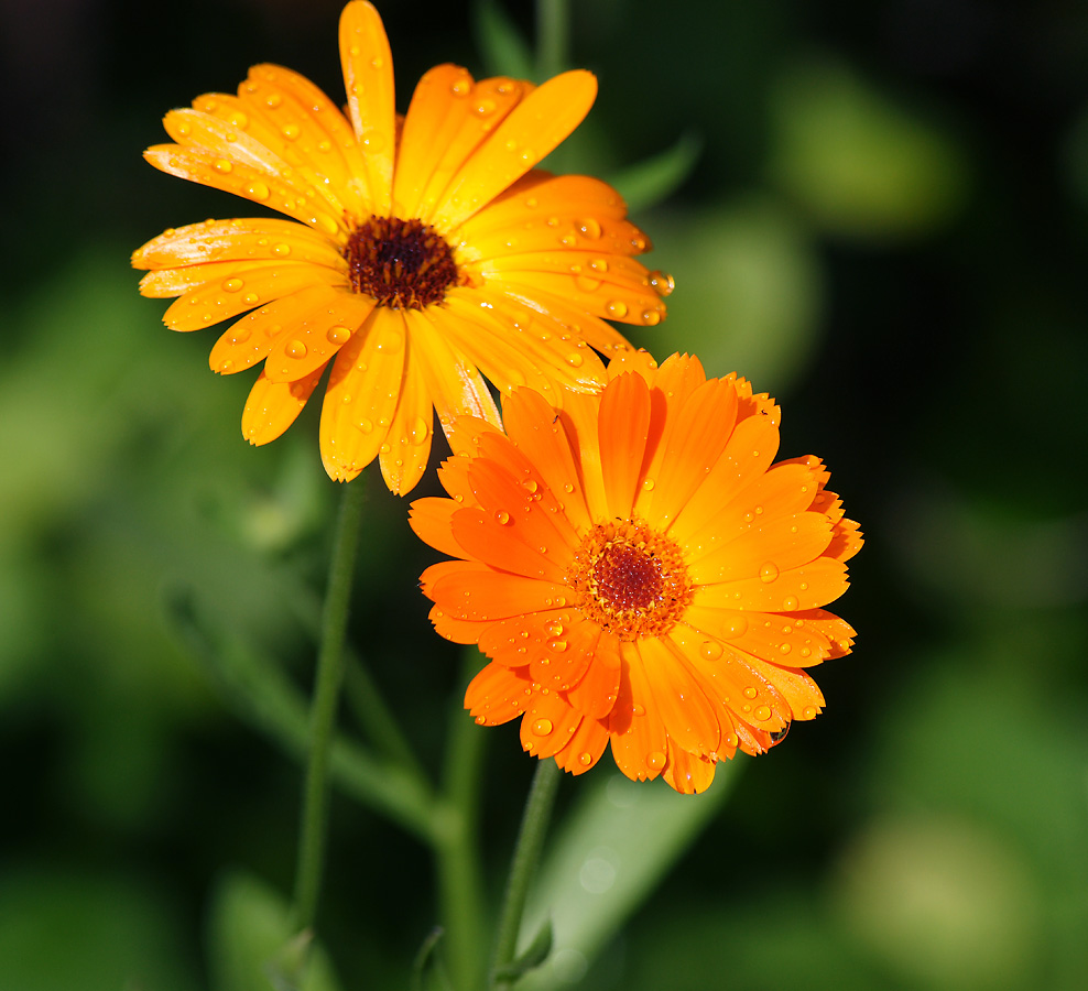 Image of Calendula officinalis specimen.