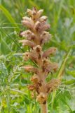 genus Orobanche. Соцветие. Юго-восточный Казахстан, Кунгей Алатау, окр. Первого Кульсайского оз. 05.07.2013.