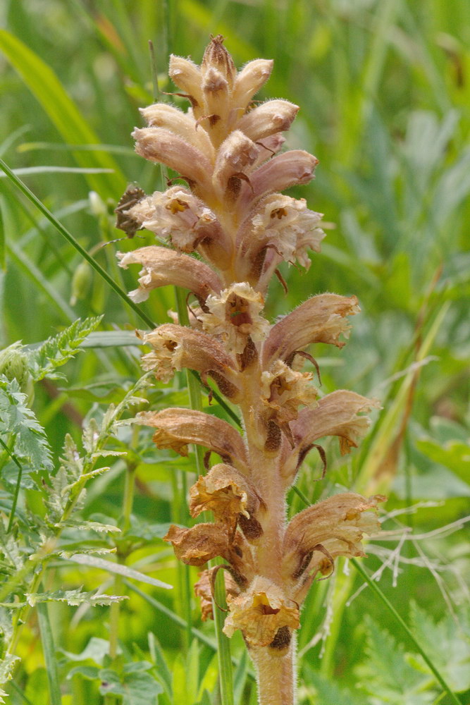 Image of Orobanche lutea specimen.