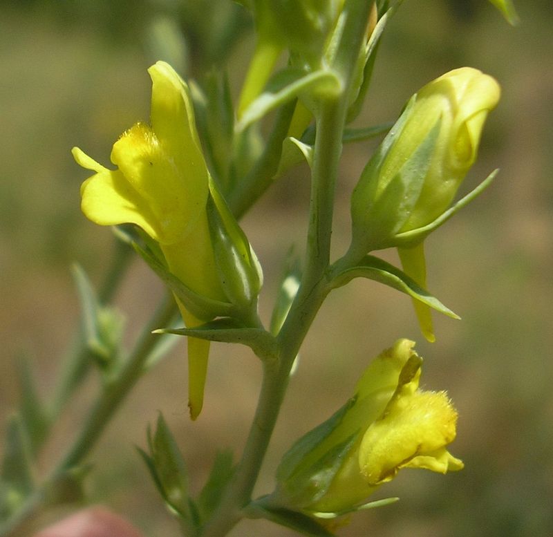 Image of Linaria genistifolia specimen.