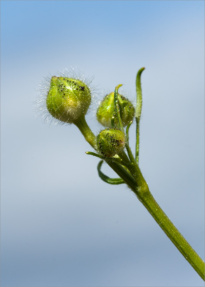 Image of Ranunculus polyanthemos specimen.