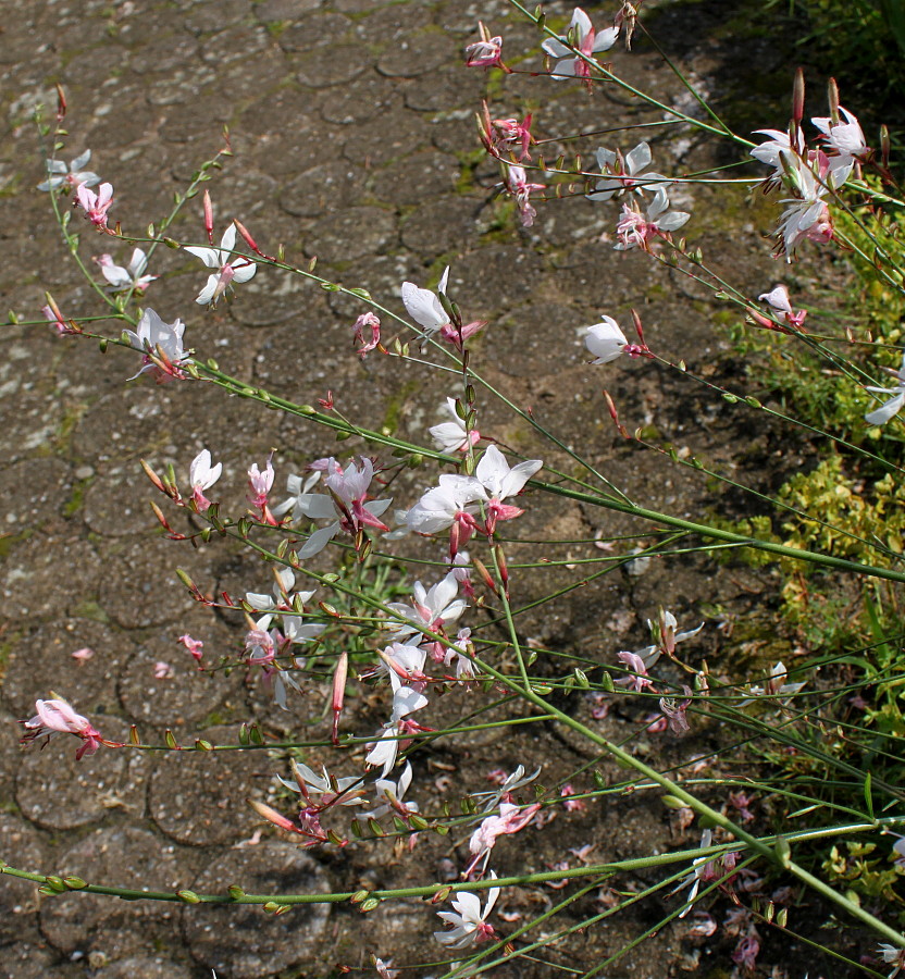 Изображение особи Gaura lindheimeri.