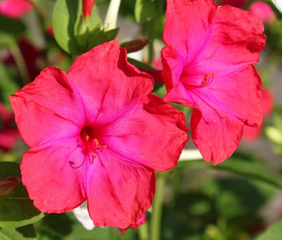 Изображение особи Mirabilis jalapa.