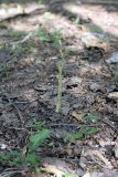 genus Orobanche