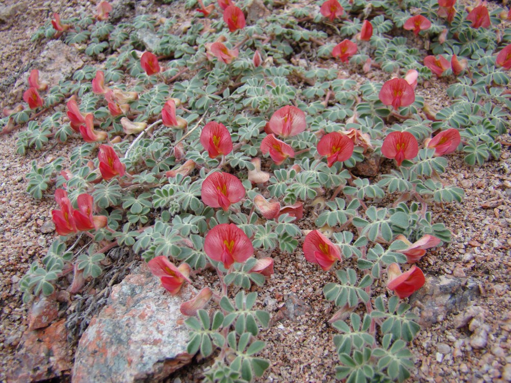 Изображение особи Chesneya ferganensis.