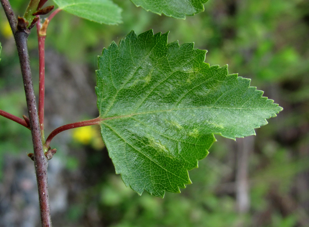 Береза пушистая. Береза пушистая Betula pubescens. Betula pubescens листья. Береза пушистая Betula pubescens листья. Побег березы.