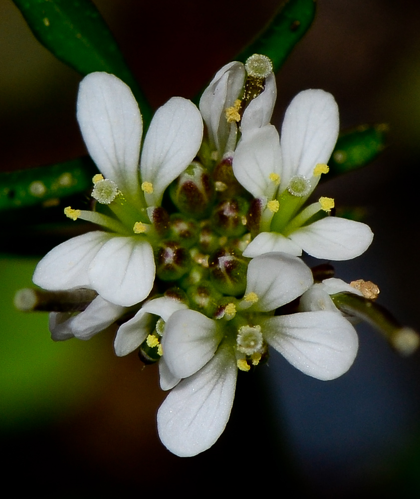 Изображение особи Cardamine hirsuta.