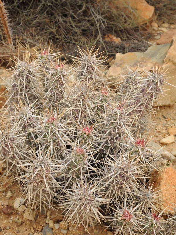 Изображение особи Echinocereus brandegeei.