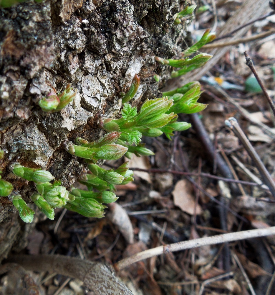 Image of Acer negundo specimen.