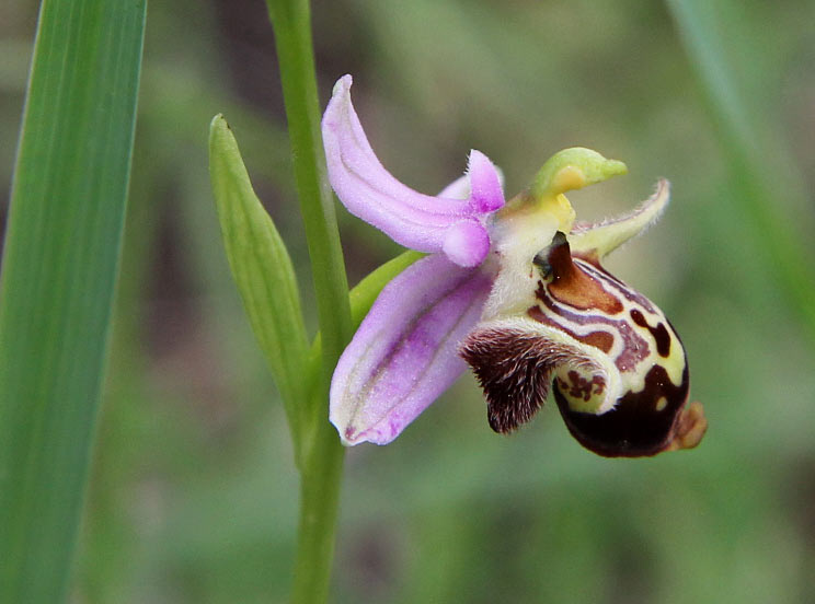 Image of Ophrys oestrifera specimen.