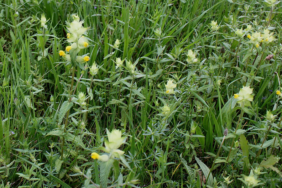 Изображение особи Rhinanthus alectorolophus.