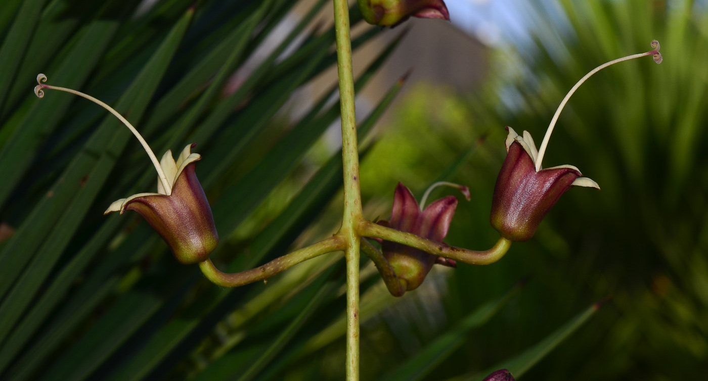 Image of Kigelia pinnata specimen.