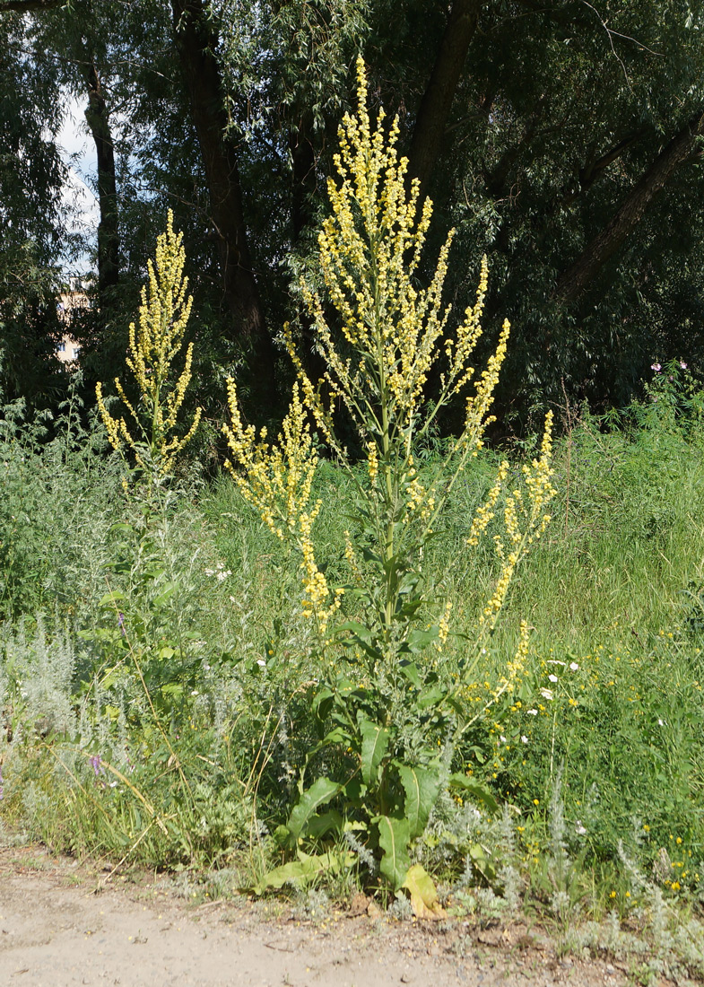 Image of Verbascum lychnitis specimen.