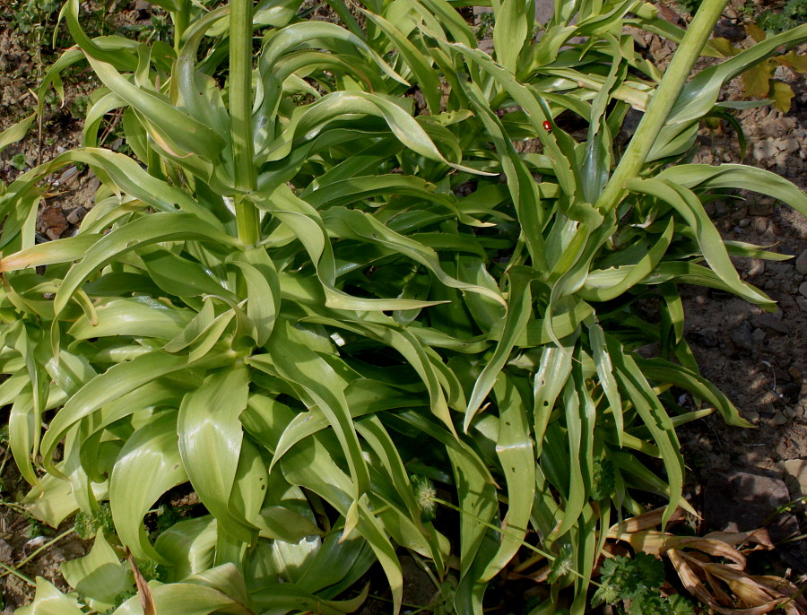 Изображение особи Fritillaria imperialis.