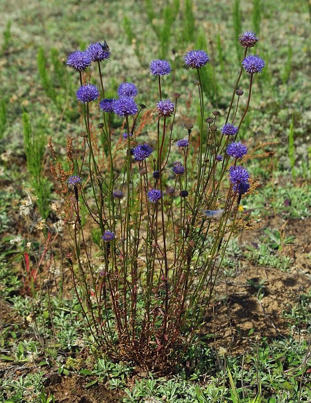 Image of Jasione montana specimen.