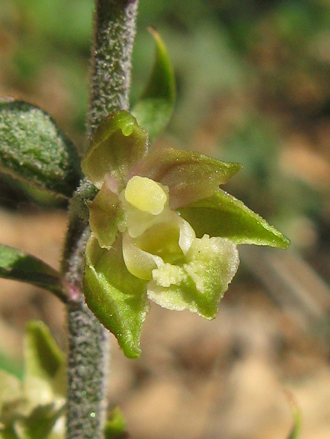 Image of Epipactis microphylla specimen.