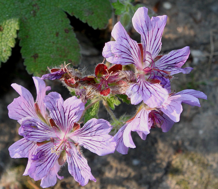 Изображение особи Geranium renardii.