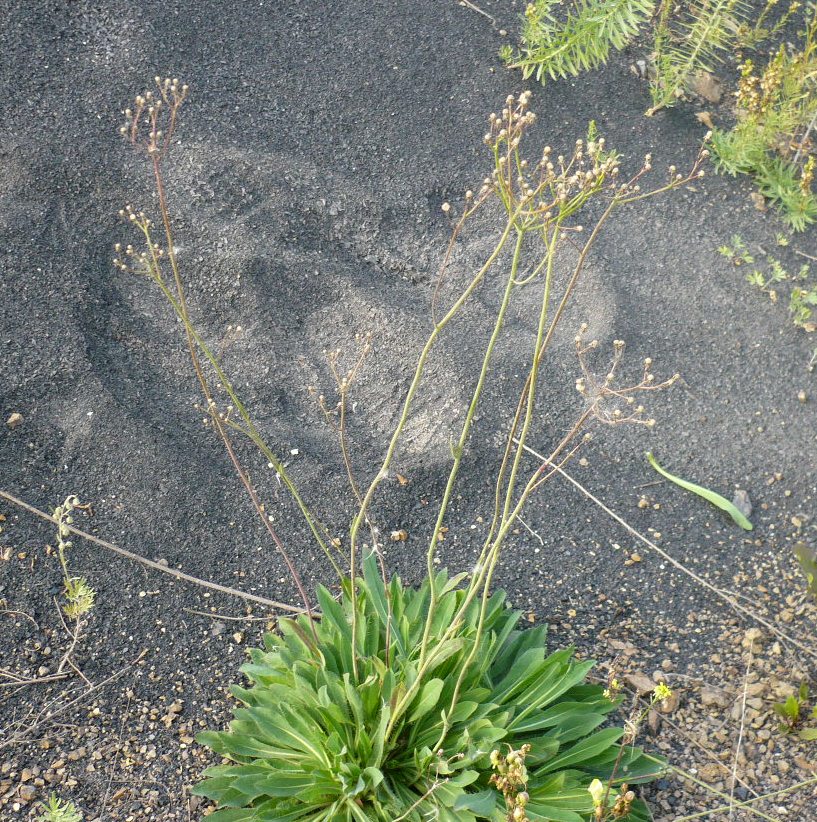 Image of Pilosella novosibirskensis specimen.