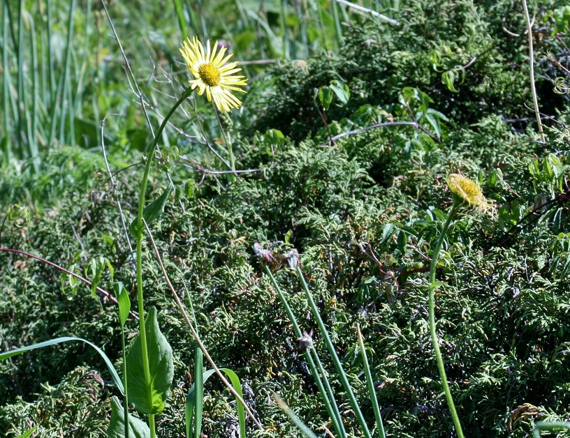 Изображение особи Doronicum turkestanicum.